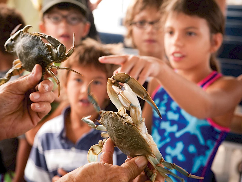 Does the Description feature work?  CRABS